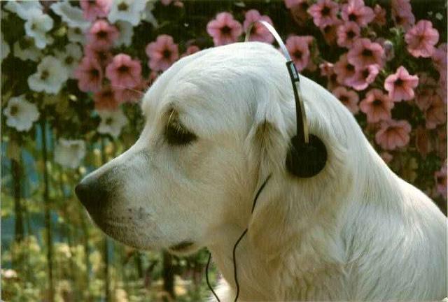 Candy_kopfco.jpg - Candy - so ein schöner junger Hund