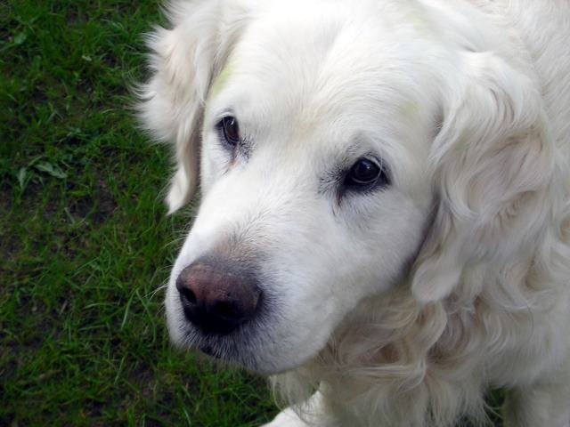 Cinnar6.jpg - Cinnamon Coloured - Cinnar