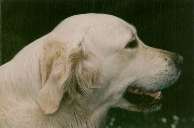 Melody_Kopfco.jpg - Charming Melody - ein ganz typischer Kopf unserer Zucht